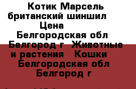 Котик Марсель британский шиншил... › Цена ­ 150 - Белгородская обл., Белгород г. Животные и растения » Кошки   . Белгородская обл.,Белгород г.